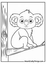 Koala Coloring Page Printable For Kids Pages sketch template