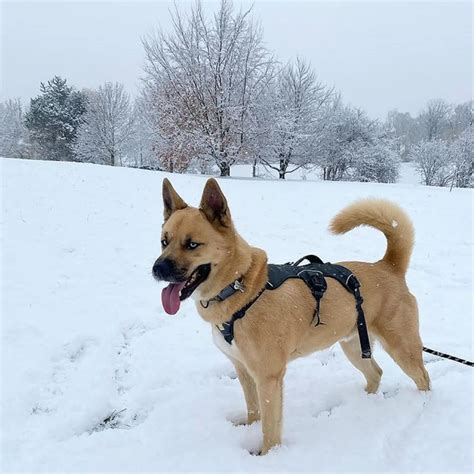 Siberian Husky Akita Mix: The Ultimate Huskita Guide