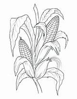 Corn Coloring Pages Free Printable PDF sketch template