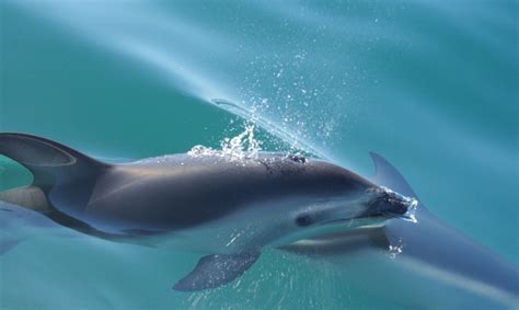 New Zealand is about to create one of the world’s largest marine ...