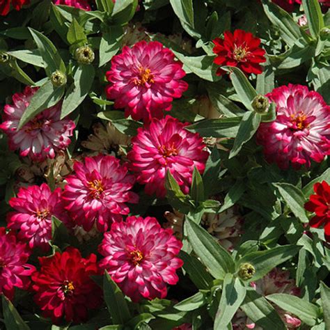 Zahara® Double Cherry Zinnia - Buchanan's Native Plants