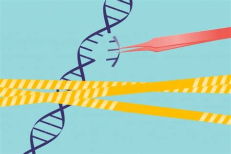 What is colony PCR?