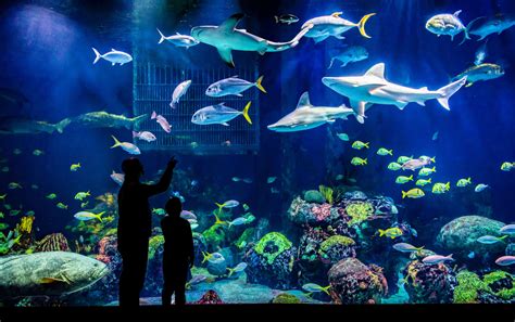 Wonders of Wildlife National Museum & Aquarium nominated again for ...