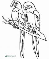 Parrot Coloring Page sketch template