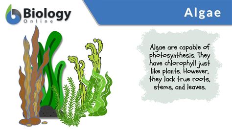 Green Algae Plant