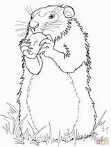Groundhog Day Coloring Pages  Free Printable Sheets For Kids sketch template