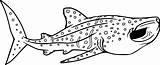 Whale Shark Jumping Out Of Water Coloring Pages  Cool sketch template