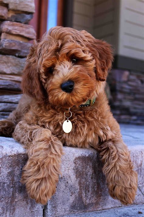 labradoodle puppy adoption | Honden en puppies, Doodle hond ...