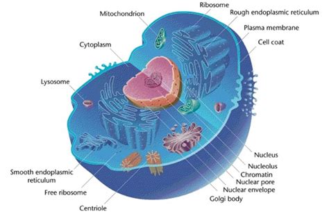 Comparing Prokaryotic and Eukaryotic Cells – Principles of Biology: Biology 211, 212, and 213