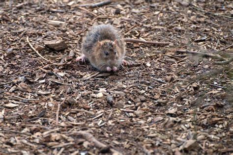 Wild rat in the wood stock photo. Image of ecology, nature - 213754962