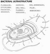 Coloring Prokaryote Eukaryote Sheet Cell Cells Prokaryotic Versus  sketch template
