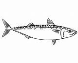 Print Tuna Fish Coloring Page  Free Printable Pages For Kids sketch template
