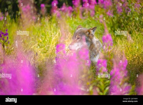 Large male adult grey wolf hiding in grass meadow in the forest Stock Photo - Alamy