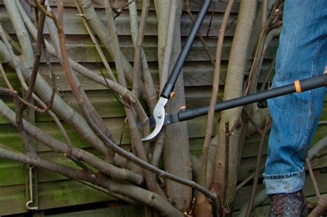 Pruning a fig tree (with pictures) - gardenersworld.com