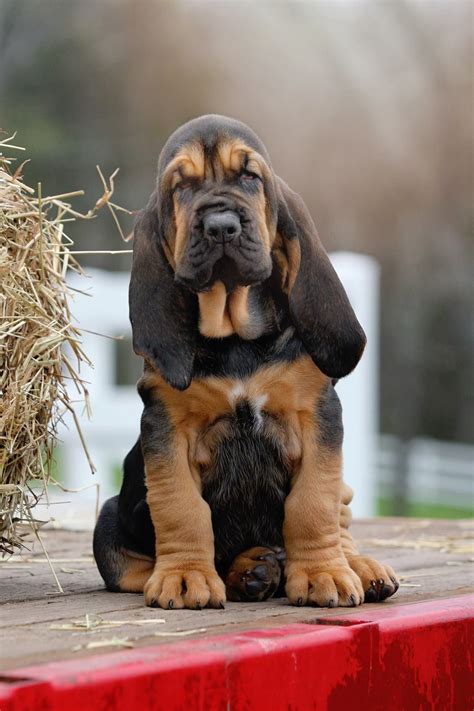 #bloodhound | Bloodhound dogs, Hound puppies, Very cute dogs