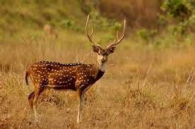 State Animal of Telangana : Chital - Licchavi Lyceum