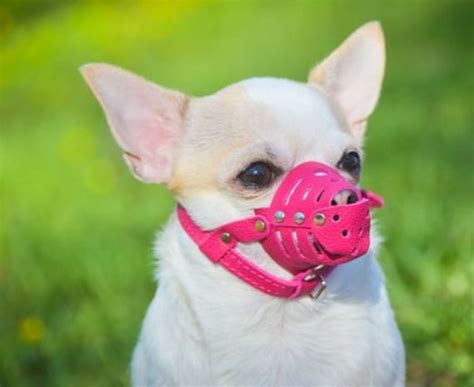 Leather Dog Muzzle Dog Muzzle Small Dog Muzzle Leather Pink | Etsy