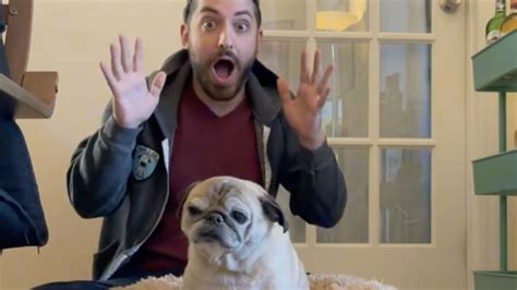 Bones or no bones: Noodle the pug predicts the internet's mood : NPR