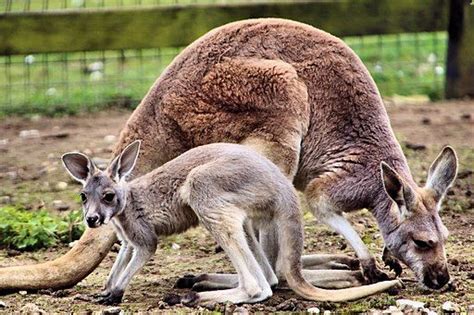 Interested in wildlife & conservation? Then a visit to LINTON ZOO in Cambridgeshire is really a ...