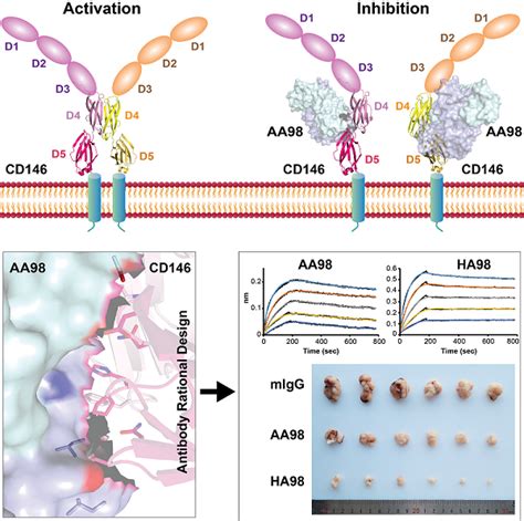 肿瘤新靶点CD146促瘤功能及其抗体AA98抑瘤功能的结构基础 - 生物通