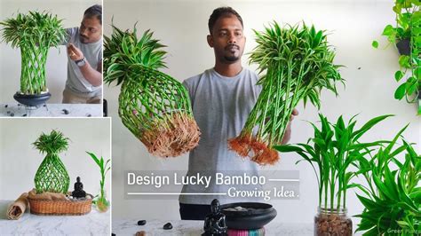 How to Plant Lucky Bamboo - Back Gardener