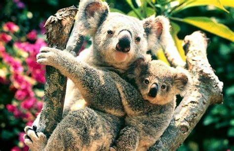 Koala Facts for Kids | Brisbane Kids