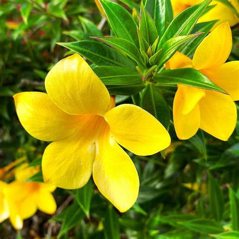 Names Of Yellow Spring Shrubs