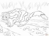 Eastern Spotted Skunk coloring Page  Free Printable Coloring Pages sketch template