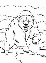 Bear Coloring Pages sketch template
