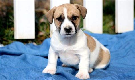 Jack Russell Terrier Puppies for Sale - Keystone Puppies