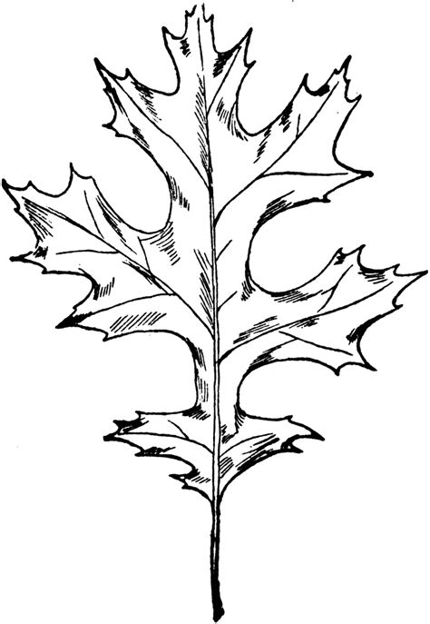 Oak Leaf Line Art - ClipArt Best