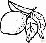 Lemon Coloring Pages sketch template