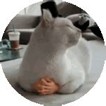 Cat Funny Sticker - Cat Funny Gentlecat - Discover & Share GIFs