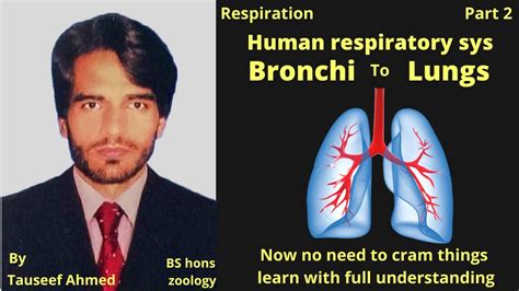 Bronchi, Bronchioles, Alveoli,Lungs Human respiratory System class 12 - YouTube