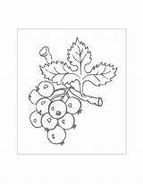 Blueberry Coloring Pages – Printable FREE sketch template