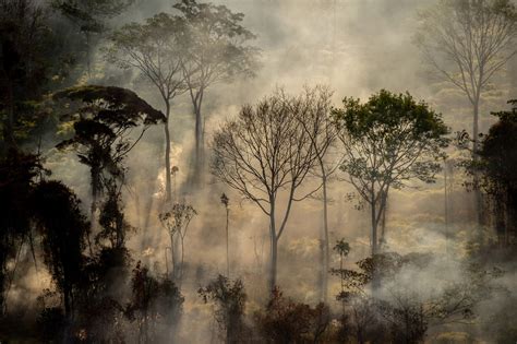 Scientists worried after Amazon rainforest sees huge surge in fires