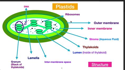 palstids, chloroplast , class9 science chapter5 part8 NCERT #plastids #chloroplast #Science # ...