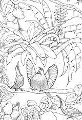 Bird Of Paradise Coloring Page sketch template