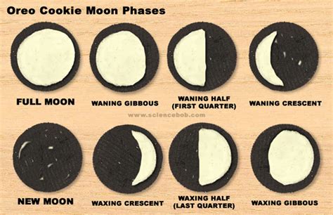 Cookie Moon Phases