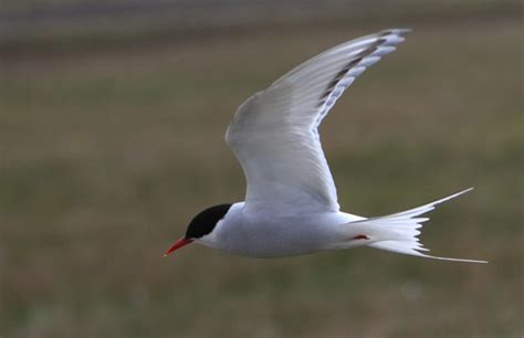 arctic tern, Arctic, Tern, Bird Wallpapers HD / Desktop and Mobile Backgrounds