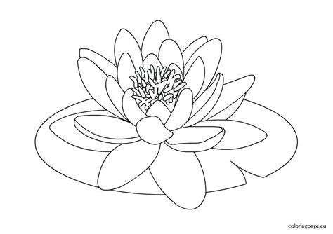 Lily Pad Flower Drawing at GetDrawings | Free download