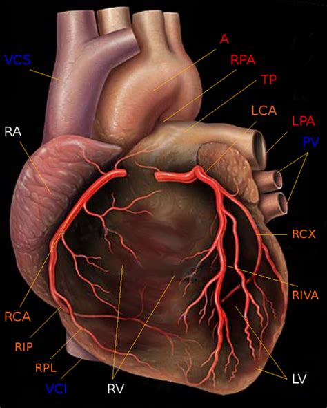 Heart Disease Types and Symptoms; Physiology, Pictures, Video | Healthhype.com