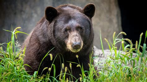 Black Bear - The Houston Zoo