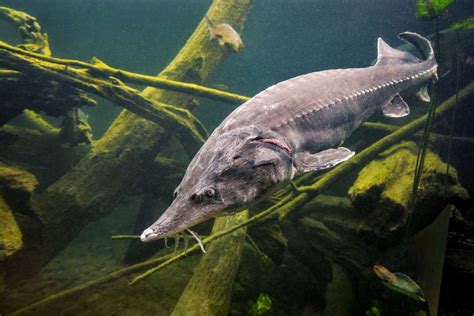 Worlds Largest Freshwater Fish Ever Caught