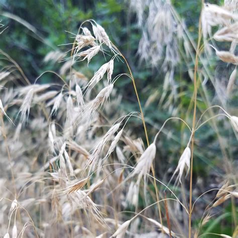 Invasive Species - ALPINE NATURE CENTER