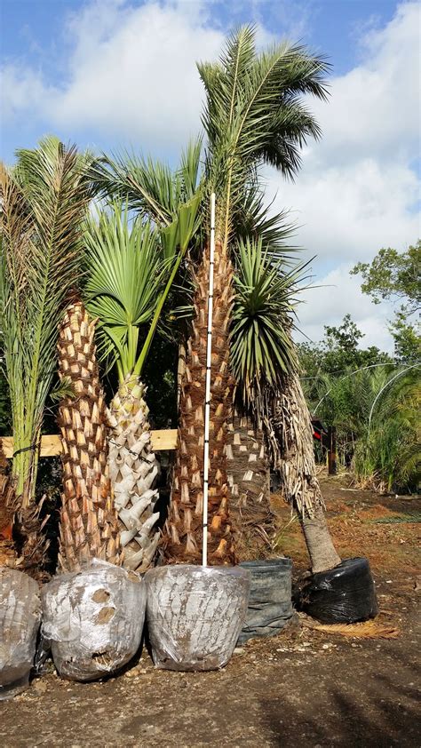 Cold Hardy Palm Trees in Houston : We Sell Palm Trees Houston TX - Wholesale Price to Public ...