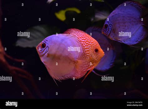 group of discus fish in aquarium, multi-colored tropical fish, Symphysodon discus from Amazon ...