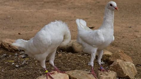 Maltese Pigeon: Origin, Appearance, Behavior, Care, And More