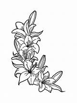 Lily coloring pages sketch template