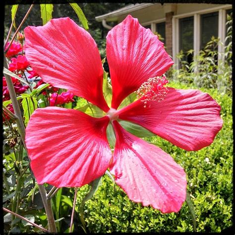 Hibiscus: Plant Care And Collection Of Varieties - Garden.org EB6